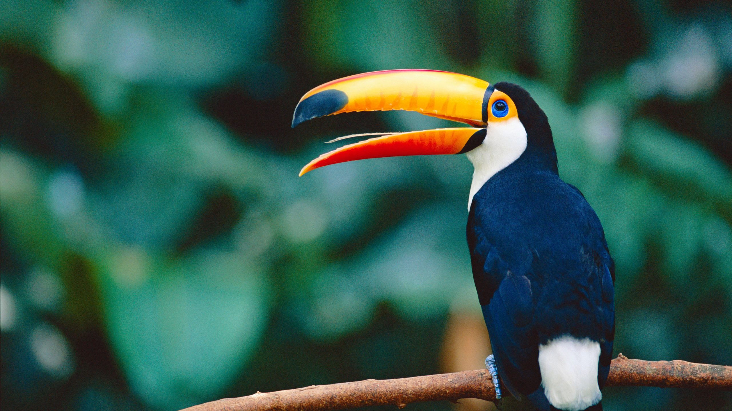 Tucan Bird WWF_edit3